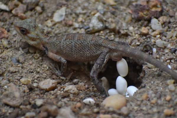 Découvrez les œufs de lézard les plus étranges du monde