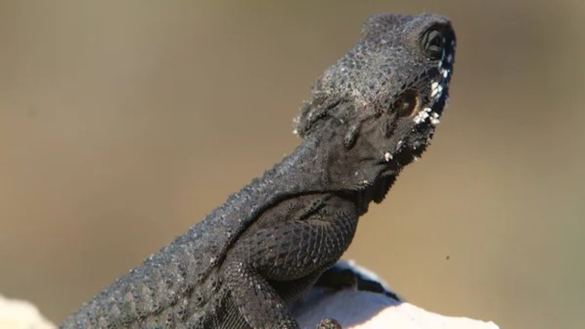 Une jeune fille pensait avoir trouvé un lézard – lorsque le vétérinaire le voit, il n’en croit pas ses yeux