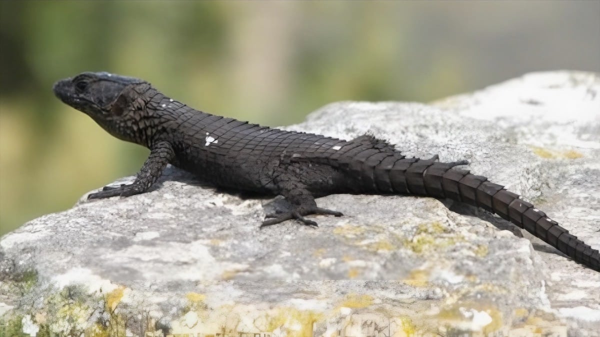 Une jeune fille pensait avoir trouvé un lézard – lorsque le vétérinaire le voit, il n’en croit pas ses yeux