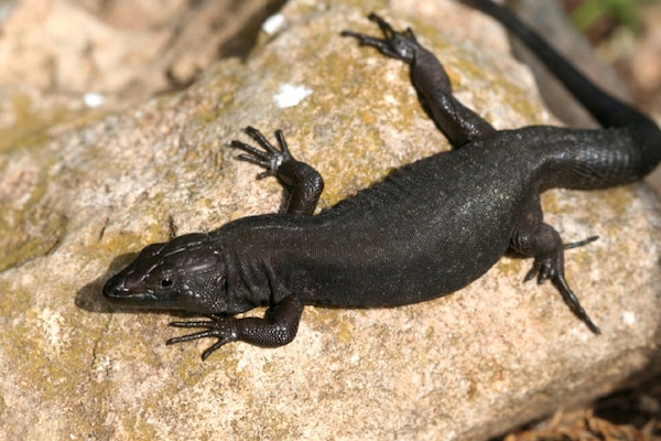 Une jeune fille pensait avoir trouvé un lézard – lorsque le vétérinaire le voit, il n’en croit pas ses yeux