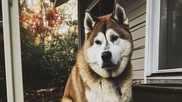 Une visite inattendue : comment un vieux chien a changé notre expérience dans la maison d'un défunt