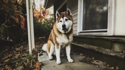 Une visite inattendue : comment un vieux chien a changé notre expérience dans la maison d'un défunt