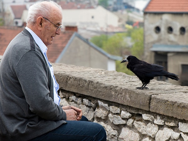 Un homme nourrit un oiseau au quotidien : un an plus tard, le corbeau revient avec une incroyable révélation