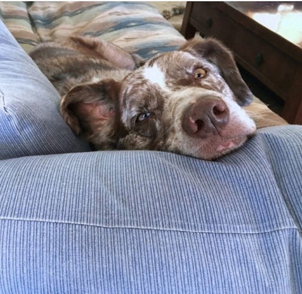 La famille devient tendue lorsque le chien du propriétaire regarde dans le cercueil et fait une révélation choquante