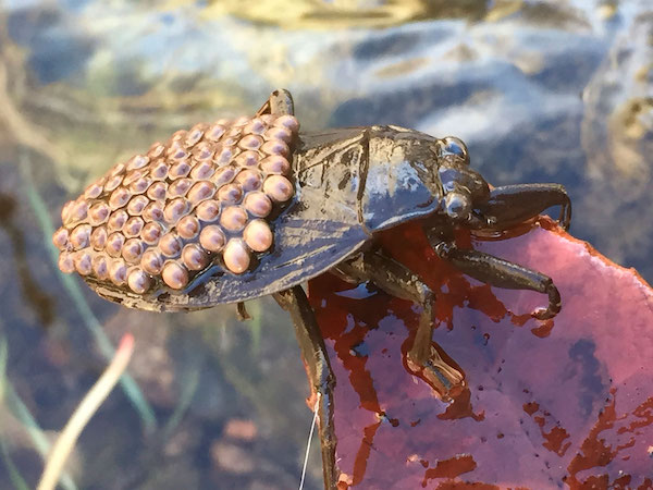 Les mystérieuses punaises d'eau géantes qui s'invitent en Méditerranée ?