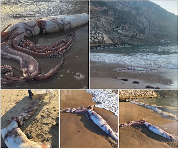 Vidéo : calmar géant trouvé échoué sur une plage de Llanes, Espagne