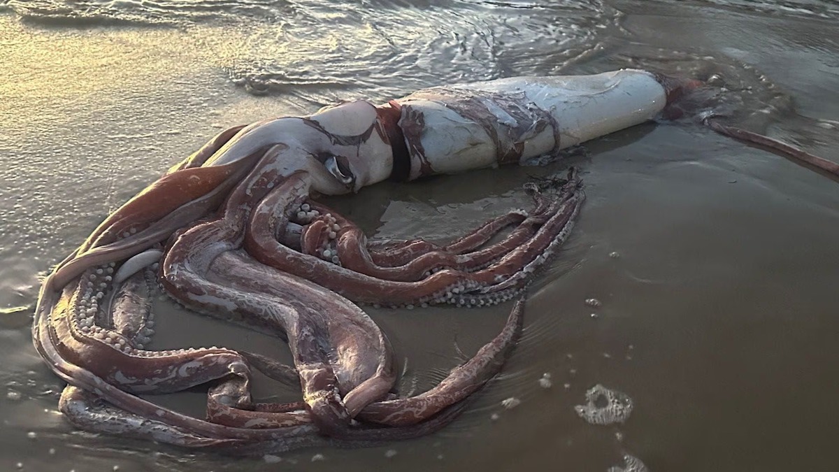 Vidéo : calmar géant trouvé échoué sur une plage de Llanes, Espagne