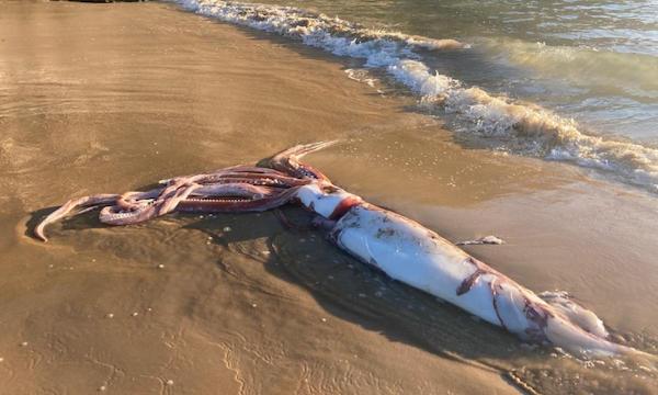 Vidéo : calmar géant trouvé échoué sur une plage de Llanes, Espagne