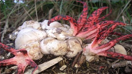 Découvrez ce que cache cette plante mystérieuse dans votre jardin