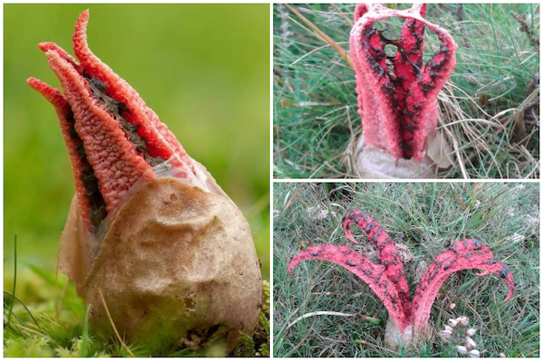 Découvrez ce que cache cette plante mystérieuse dans votre jardin