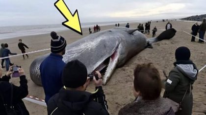 Des découvertes étonnantes dans l'estomac de cette baleine cachalot qui ont fasciné le monde entier !