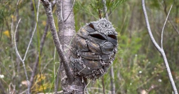 Elle voulait prendre une photo d’un oiseau mais s’est rendu compte de sa terrible erreur