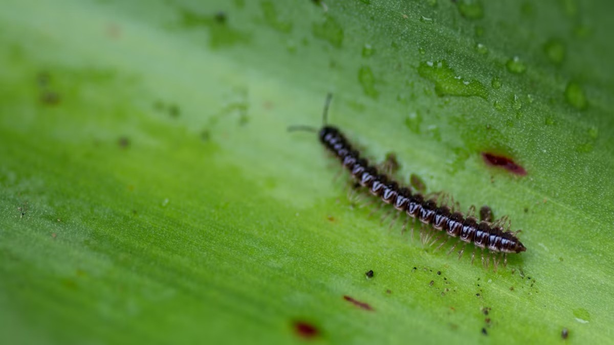 Mille-pattes : pourquoi ne jamais tuer un mille-pattes domestique et ses avantages