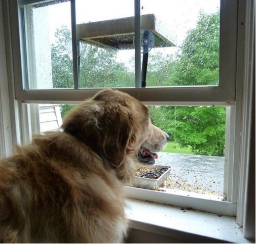 La famille devient tendue lorsque le chien du propriétaire regarde dans le cercueil et fait une révélation choquante