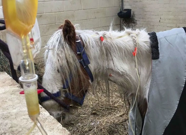 La jument affamée Heidi est jetée dans la boue et abandonnée à son sort, ce qui se passe ensuite est surprenant