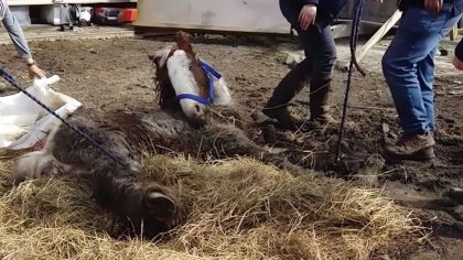 La jument affamée Heidi est jetée dans la boue et abandonnée à son sort, ce qui se passe ensuite est surprenant