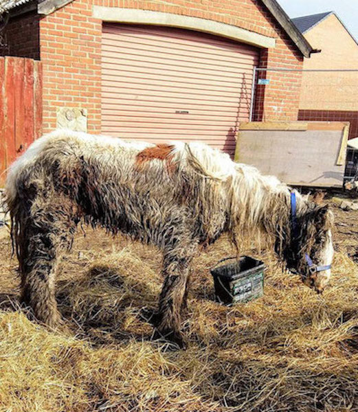 La jument affamée Heidi est jetée dans la boue et abandonnée à son sort, ce qui se passe ensuite est surprenant