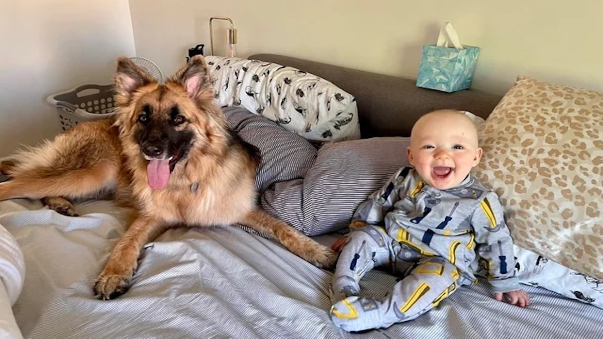 L’incroyable révélation sous le matelas : ce qui a poussé notre chien à aboyer près du berceau