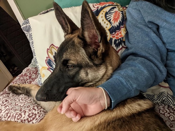 L’incroyable révélation sous le matelas : ce qui a poussé notre chien à aboyer près du berceau