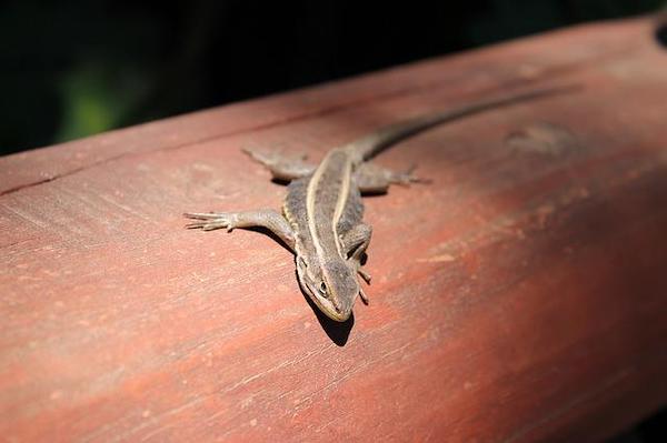 L'incroyable signification d'un lézard visitant votre maison : après avoir lu ceci, vous ne le chasserez plus jamais