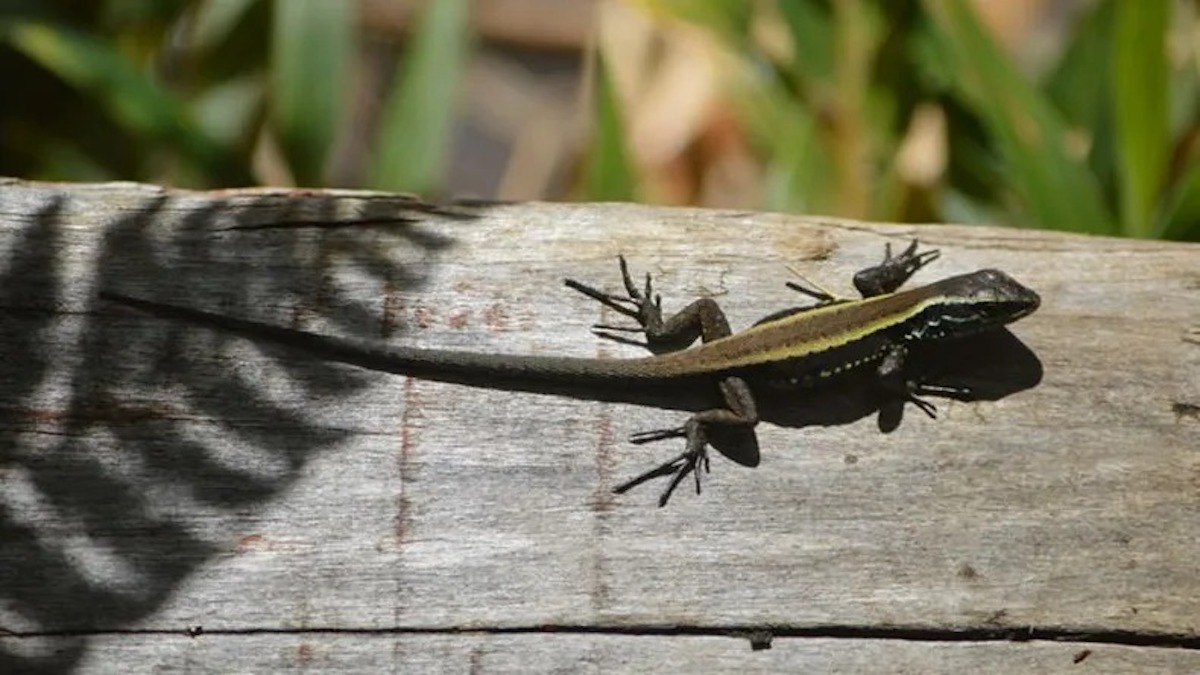 L'incroyable signification d'un lézard visitant votre maison : après avoir lu ceci, vous ne le chasserez plus jamais