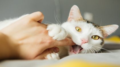 Pourquoi votre chat vous mord-il ? Explorez les secrets derrière ses morsures