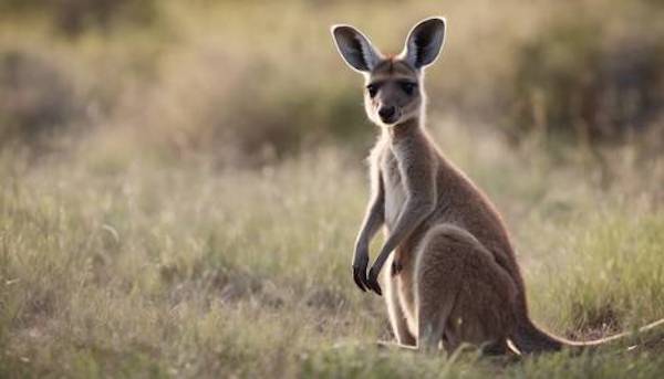 Un bébé kangourou retrouvé vivant dans la poche de sa mère décédée