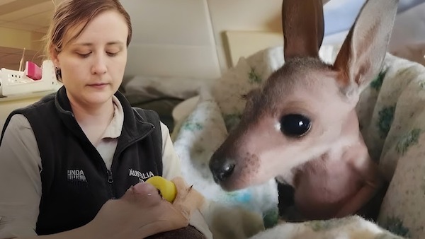 Un bébé kangourou retrouvé vivant dans la poche de sa mère décédée