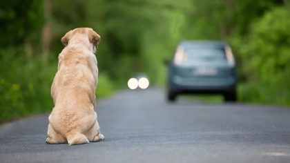 Un chien abandonné à l'aube avec une lettre déchirante