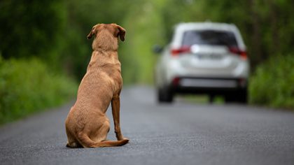 Un chien abandonné à l'aube avec une lettre déchirante