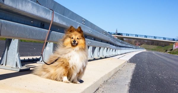 Un chien abandonné à l'aube avec une lettre déchirante