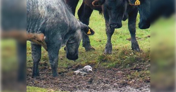 Un homme tente de sauver un chiot et découvre qu'il s’agit en réalité d’un autre animal