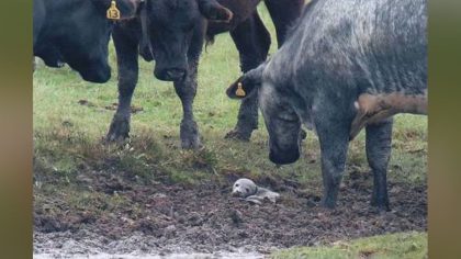 Un homme tente de sauver un chiot et découvre qu'il s’agit en réalité d’un autre animal