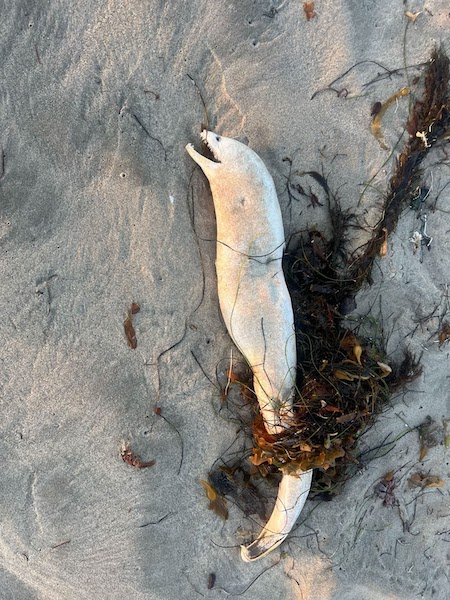 Une créature « incroyablement étrange » apparait sur une plage du sud de la Californie