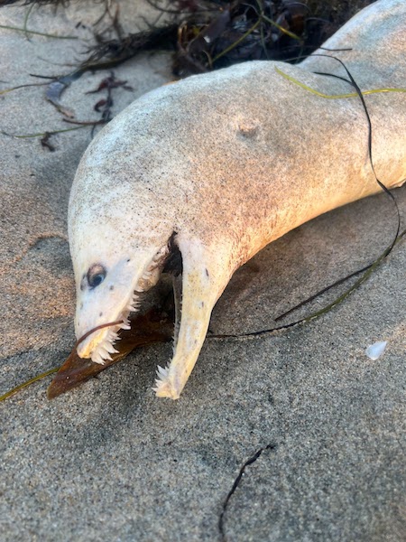 Une créature « incroyablement étrange » apparait sur une plage du sud de la Californie