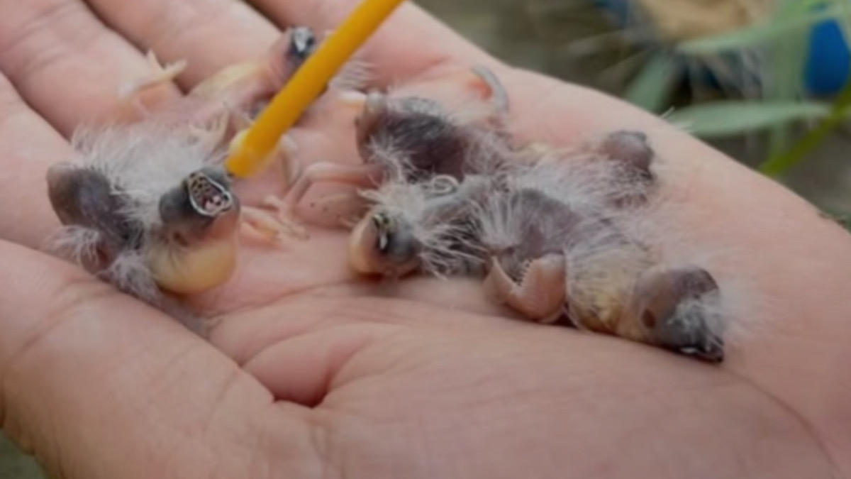 Vidéo : alimentation des bébés pinsons