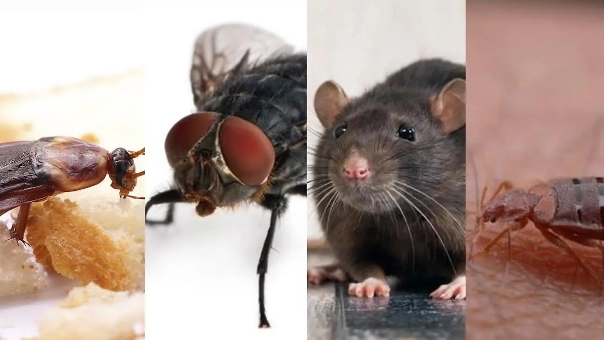 Combattez les nuisibles : votre guide essentiel contre puces de lit, cafards, termites, mites alimentaires et fourmis