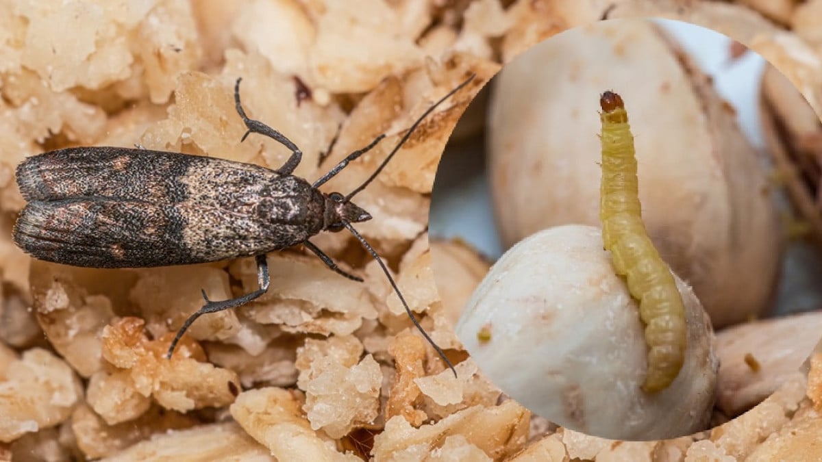 Combattez les nuisibles : votre guide essentiel contre puces de lit, cafards, termites, mites alimentaires et fourmis