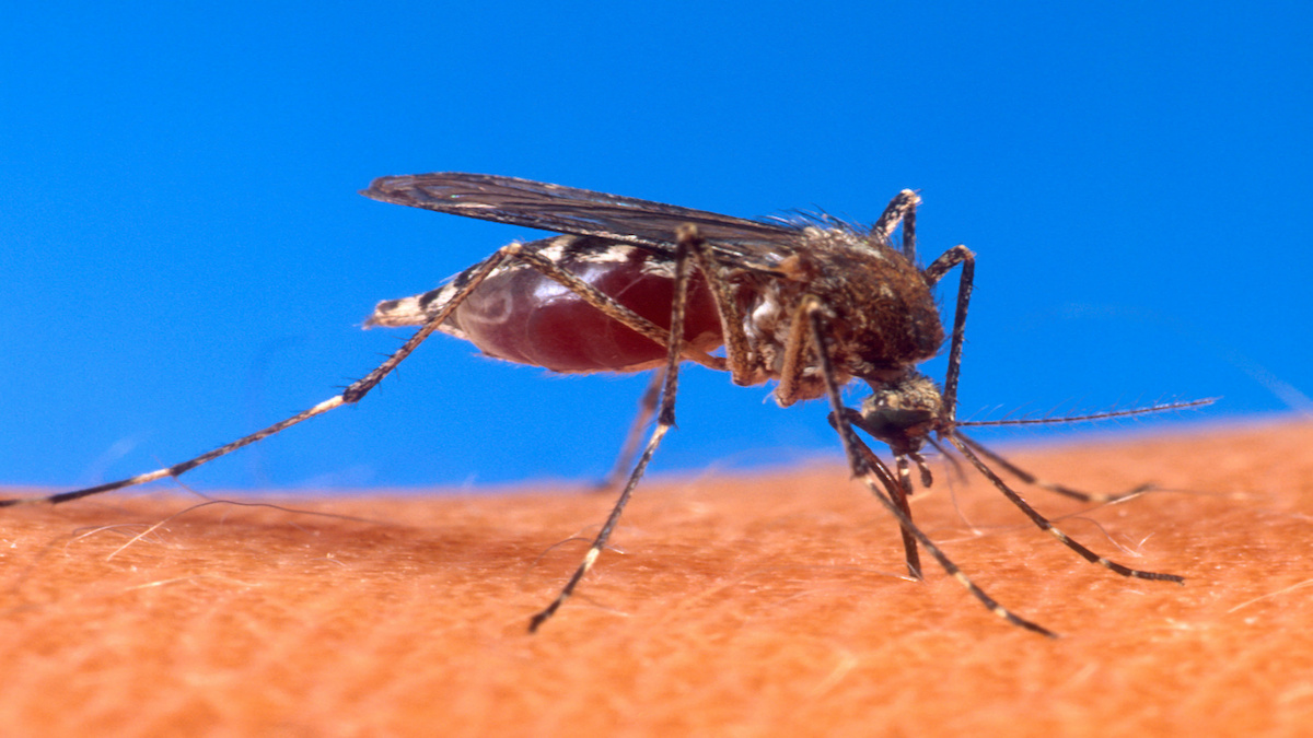 Maladies causées par les piqûres de moustiques