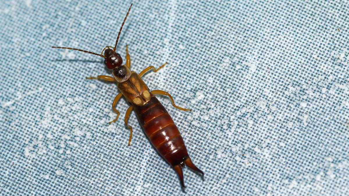 Pourquoi des perce-oreilles communs (Forficula auricularia) apparaissent-ils dans ma maison et à quel point peuvent-ils être dangereux ?