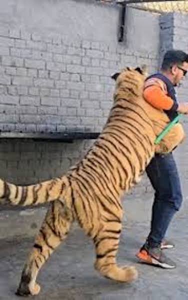 Un dangereux tigre du Bengale me mord le cou