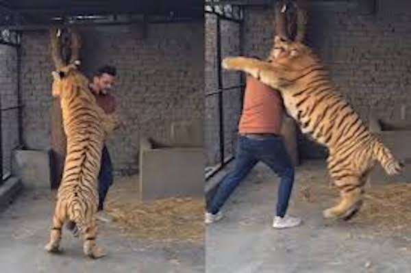 Un dangereux tigre du Bengale me mord le cou