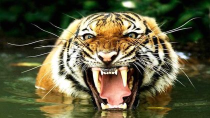 Un dangereux tigre du Bengale me mord le cou