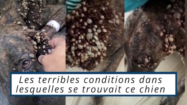 Vidéo : Ils ont retiré toutes les tiques du chien