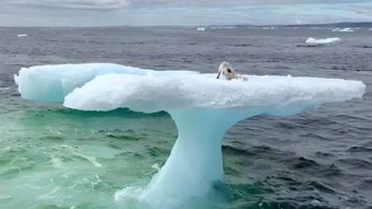 Des pêcheurs croyaient voir un phoque sur un iceberg, mais la réalité les a laissés sans voix