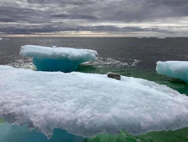 Des pêcheurs croyaient voir un phoque sur un iceberg, mais la réalité les a laissés sans voix