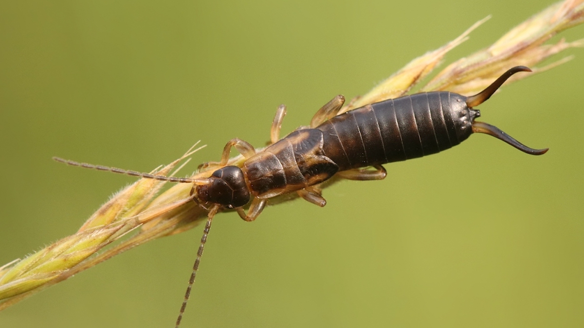 Pourquoi des perce-oreilles communs (Forficula auricularia) apparaissent-ils dans ma maison et à quel point peuvent-ils être dangereux ?