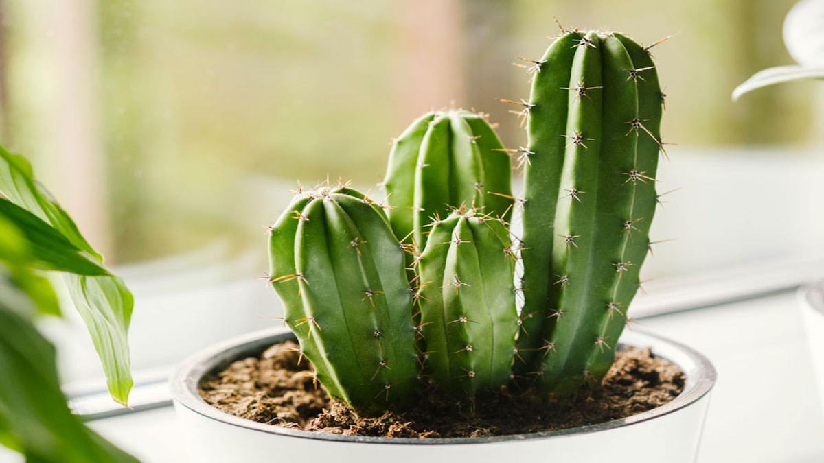 Que signifie avoir un cactus à la maison ?