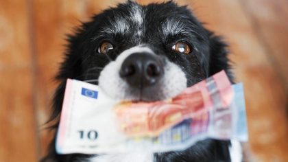 Taxation des propriétaires de chiens en France : vers une situation à l'allemande ?