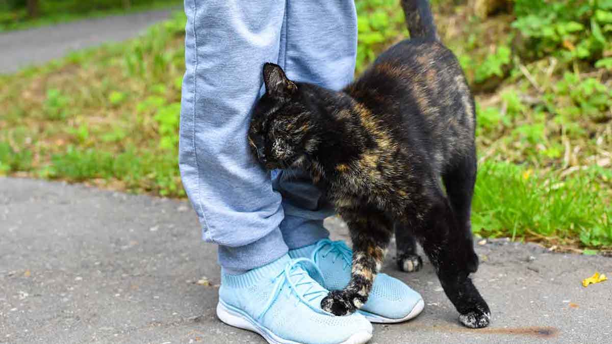 Ce que cela signifie lorsque mon chat se frotte contre moi: tout savoir sur le comportement félin